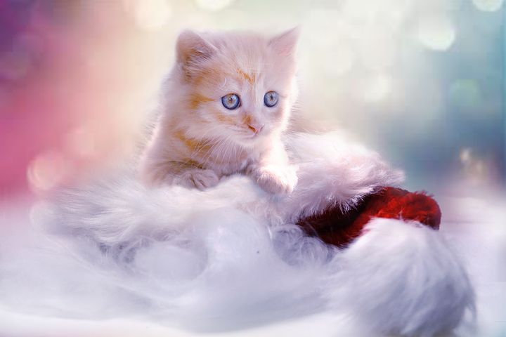 Quelle litière pour chat acheter ?