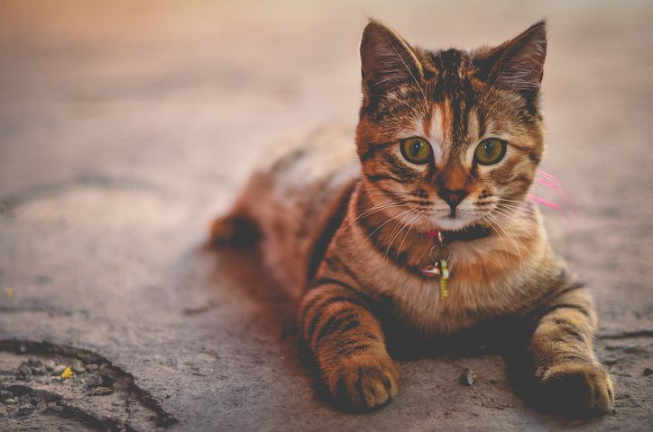 Quelques conseils pour bien choisir l'alimentation de mon chat