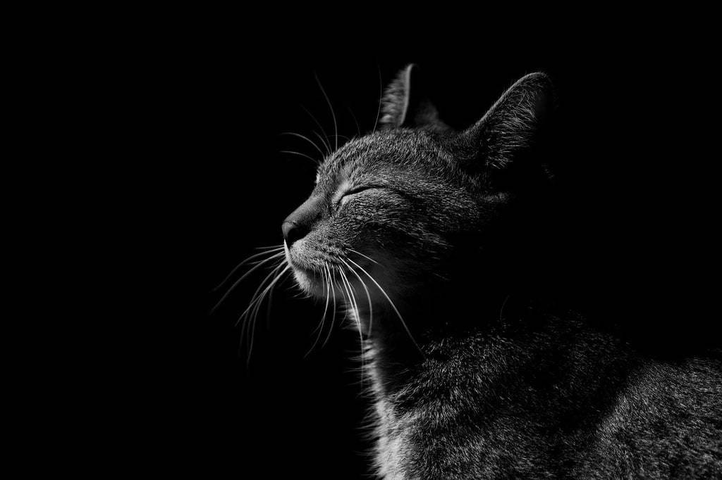 Comprendre les traits particuliers des chats croisés Maine Coon