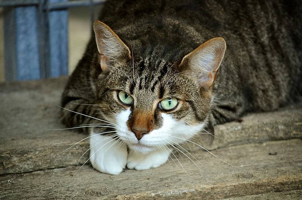 L'importance du vermifuge chez le chat pour prévenir les parasites