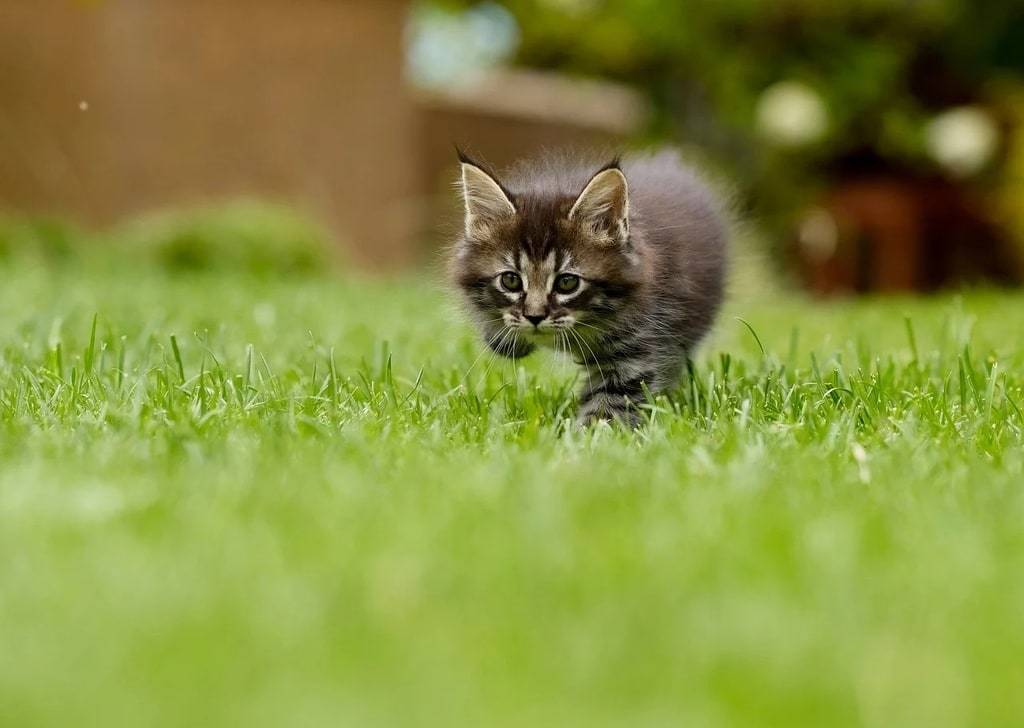 Comment bien choisir la litière de son chat : critères et conseils
